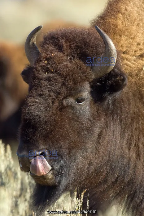 : Bison - Male with tongue out licking nostril : Bison - Male with tongue out licking nostril