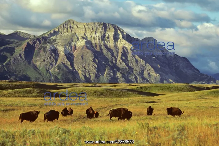: Bison - on prairie : Bison - on prairie