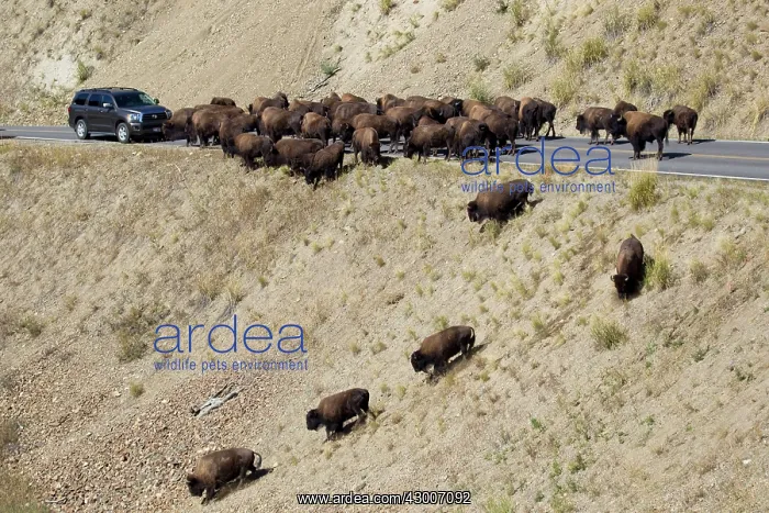 : Bison on road causing traffic jam Yellowstone National Park Wyoming. USA : Bison on road causing traffic jam Yellowstone National Park Wyoming. USA