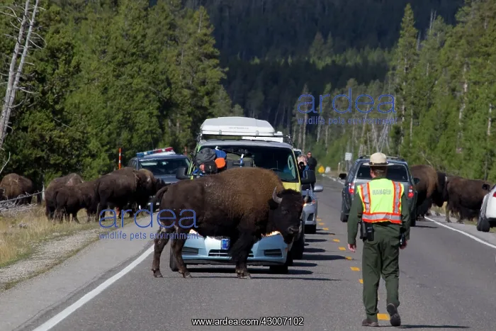 : Bison on road causing traffic jam Yellowstone National Park Wyoming. USA : Bison on road causing traffic jam Yellowstone National Park Wyoming. USA