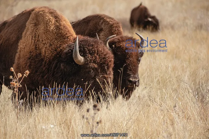: Bison at Rocky Mountain Arsenal in Colorado : Bison at Rocky Mountain Arsenal in Colorado