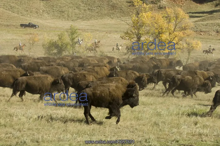: Bison Roundup Custer State Park Black Hills South Dakota : Bison Roundup Custer State Park Black Hills South Dakota