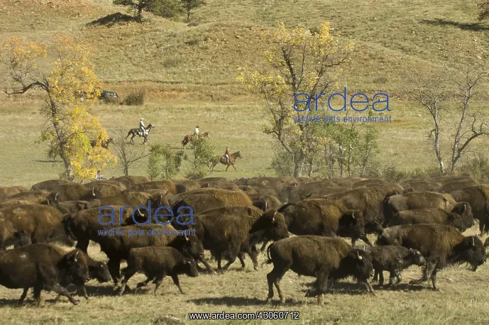 : Bison Roundup Custer State Park South Dakota USA : Bison Roundup Custer State Park South Dakota USA