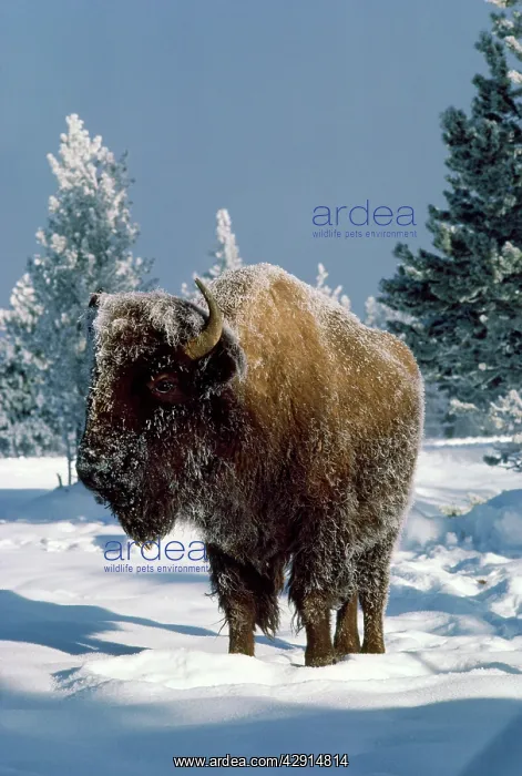 : Bison - in winter : Bison - in winter