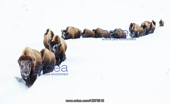 : Bison, winter migration : Bison, winter migration