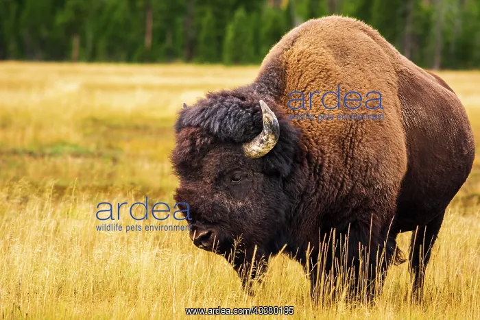 : Bison, Yellowstone National Park, Wyoming, USA : Bison, Yellowstone National Park, Wyoming, USA