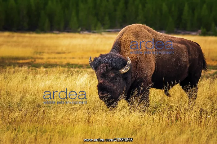  : Bison, Yellowstone National Park, Wyoming, USA