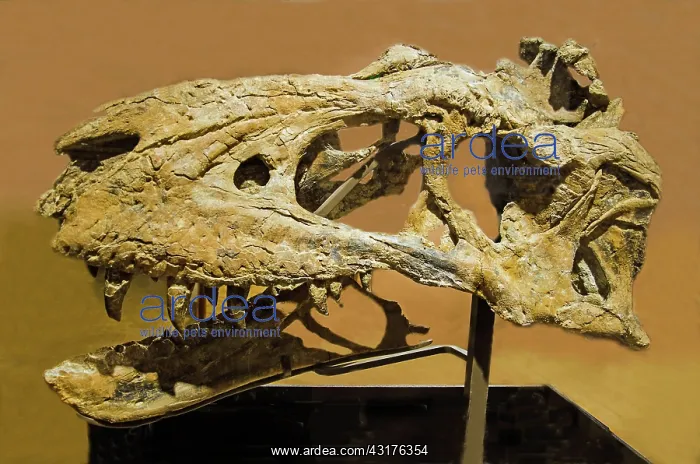 : Bistahieversor Dinosaur Skull Fossil : Bistahieversor Dinosaur Skull Fossil