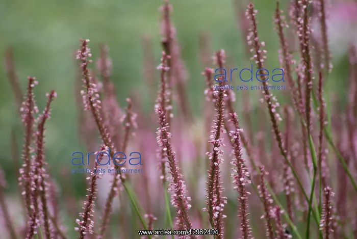 : Bistort, Persicaria amplexicaulis rosea : Bistort, Persicaria amplexicaulis rosea