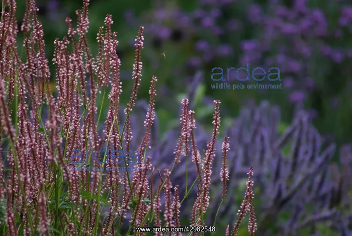 : Bistort, Persicaria amplexicaulis rosea : Bistort, Persicaria amplexicaulis rosea