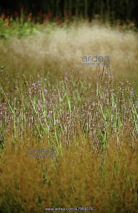 : Bistort, Persicaria amplexicaulis rosea : Bistort, Persicaria amplexicaulis rosea