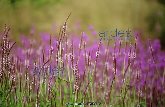 : Bistort, Persicaria amplexicaulis rosea : Bistort, Persicaria amplexicaulis rosea