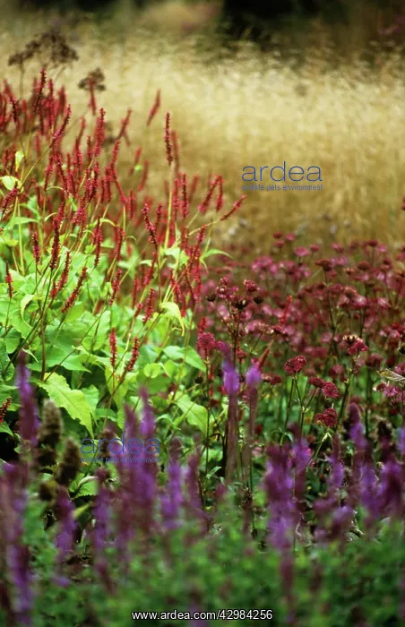 : Bistort, Persicaria amplexicaulis rosea : Bistort, Persicaria amplexicaulis rosea