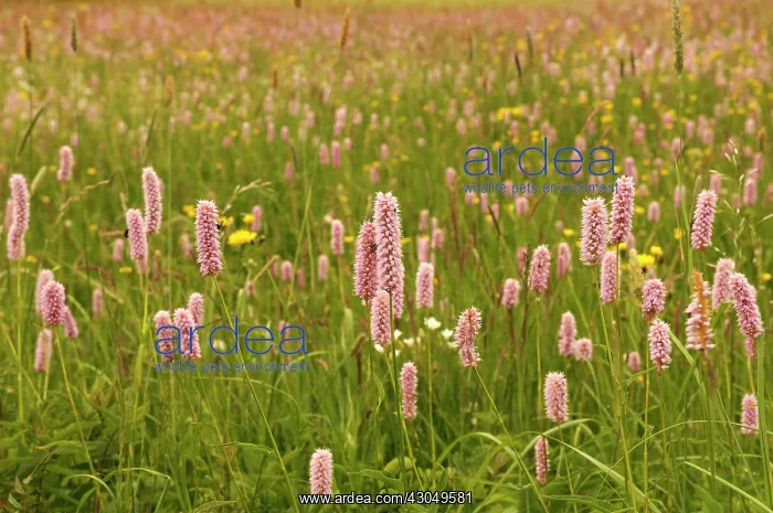 : Bistort, Persicaria bistorta : Bistort, Persicaria bistorta