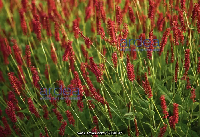 : Bistort, Persicaria amplexicaulis taurus : Bistort, Persicaria amplexicaulis taurus