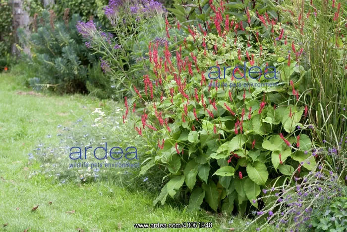: Bistort, Red, Persicaria amplexicaulis : Bistort, Red, Persicaria amplexicaulis