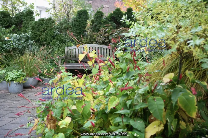 : Bistort, Red, Persicaria amplexicaulis : Bistort, Red, Persicaria amplexicaulis