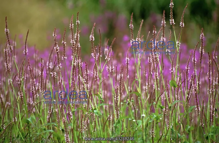 : Bistort, Persicaria amplexicaulis rosea : Bistort, Persicaria amplexicaulis rosea