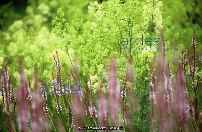 : Bistort, Persicaria amplexicaulis rosea : Bistort, Persicaria amplexicaulis rosea