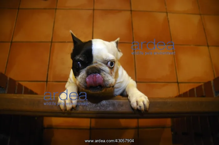 : A Bitch Bulldog french jumping a gantry : A Bitch Bulldog french jumping a gantry