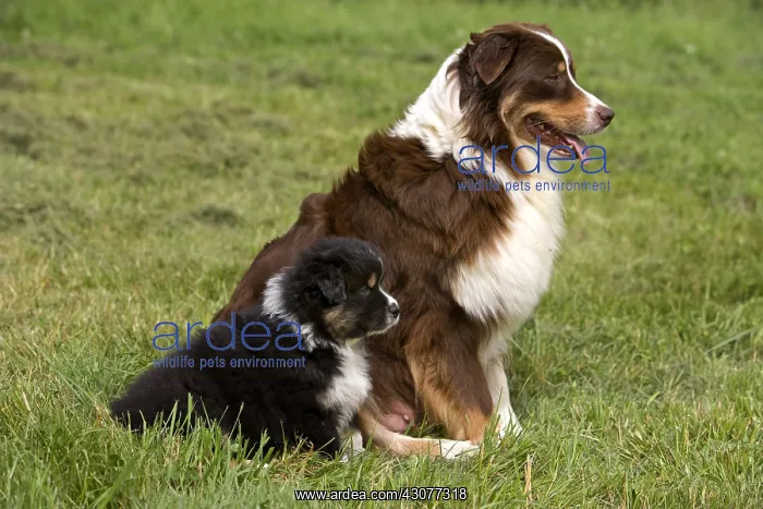 : Bitch and Puppy Dog race Australian Shepherd : Bitch and Puppy Dog race Australian Shepherd