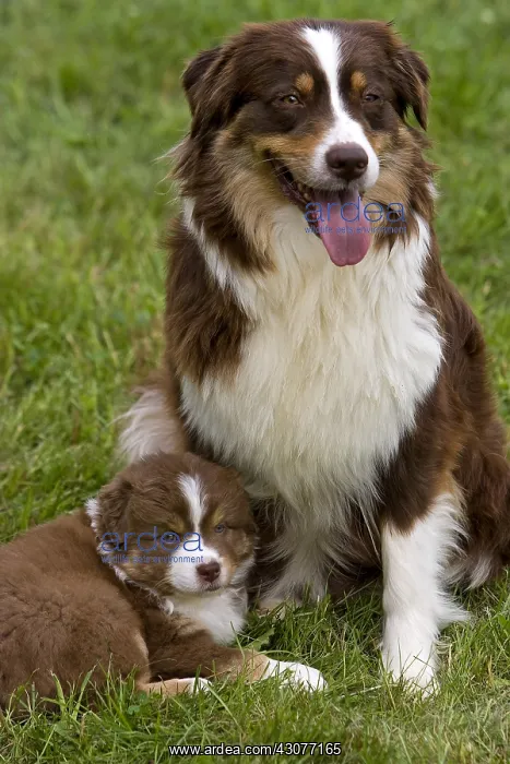 : Bitch and Puppy Dog race Australian Shepherd France : Bitch and Puppy Dog race Australian Shepherd France