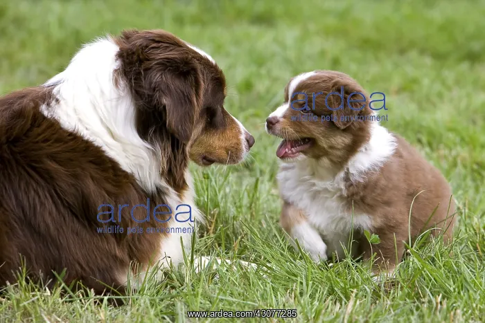 : Bitch and Puppy Dog race Australian Shepherd playing : Bitch and Puppy Dog race Australian Shepherd playing