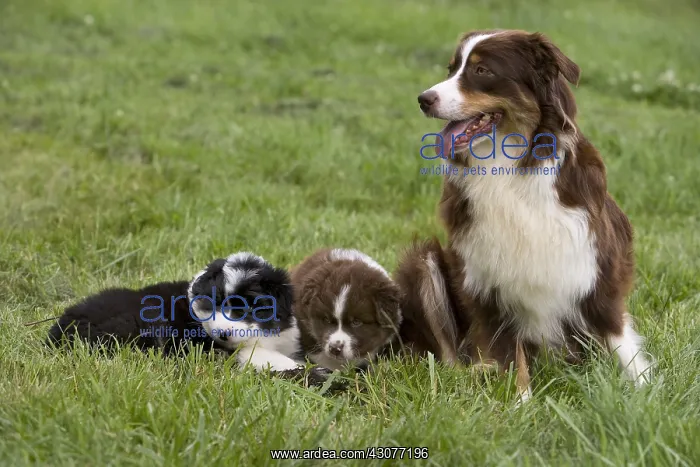 : Bitch and Puppy Dogs race Australian Shepherd : Bitch and Puppy Dogs race Australian Shepherd