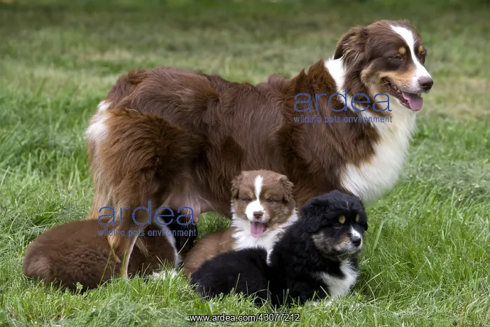 : Bitch and Puppy Dogs race Australian Shepherd : Bitch and Puppy Dogs race Australian Shepherd