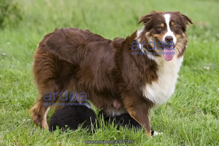: Bitch race Australian Shepherd nursing its puppies : Bitch race Australian Shepherd nursing its puppies