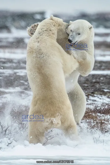 : Take this bite - two polar beaers fighting : Take this bite - two polar beaers fighting