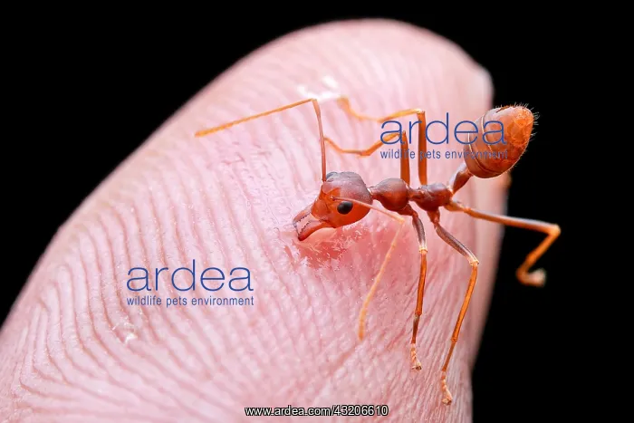  : Biten by weaver ant (Oecophylla smaragdina)