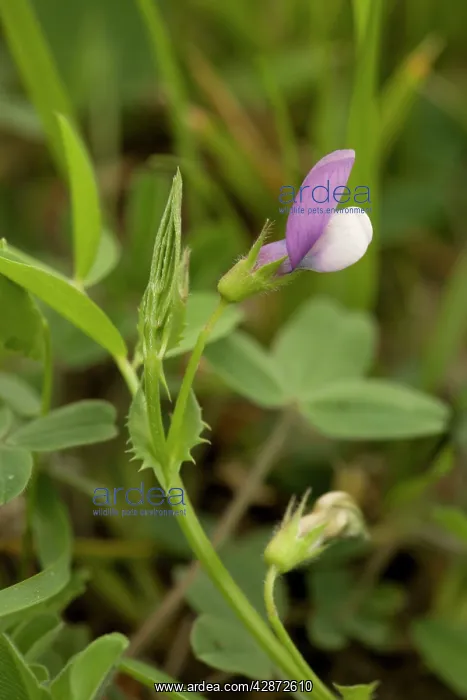 : Bithynian vetch : Bithynian vetch