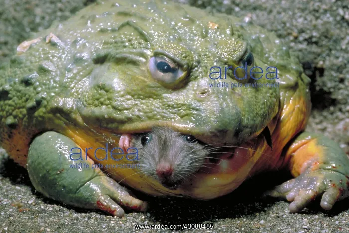  : Biting frog with prey