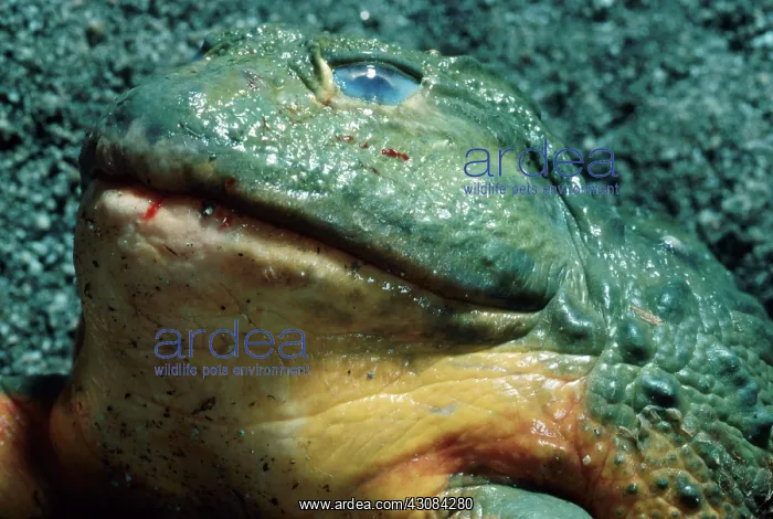 : Biting Frog Swallows Rat : Biting Frog Swallows Rat