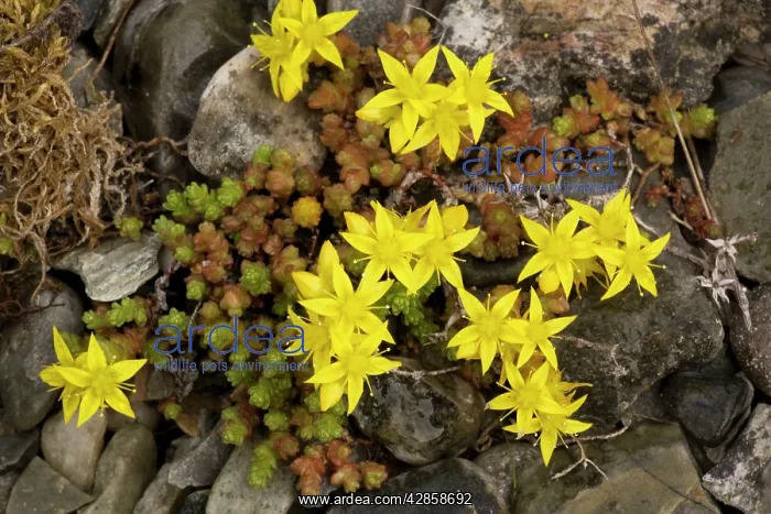 : Biting stonecrop, or wall pepper : Biting stonecrop, or wall pepper