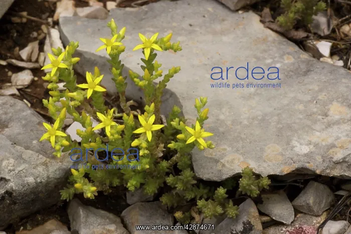 : Biting Stonecrop, or Wall Pepper : Biting Stonecrop, or Wall Pepper