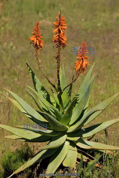 : Bitter Aloe / Red Aloe - a source of cosmetic materials : Bitter Aloe / Red Aloe - a source of cosmetic materials