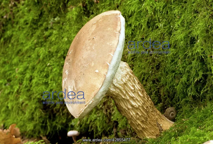 : Bitter Bolete fungi - at base of Oak tree : Bitter Bolete fungi - at base of Oak tree