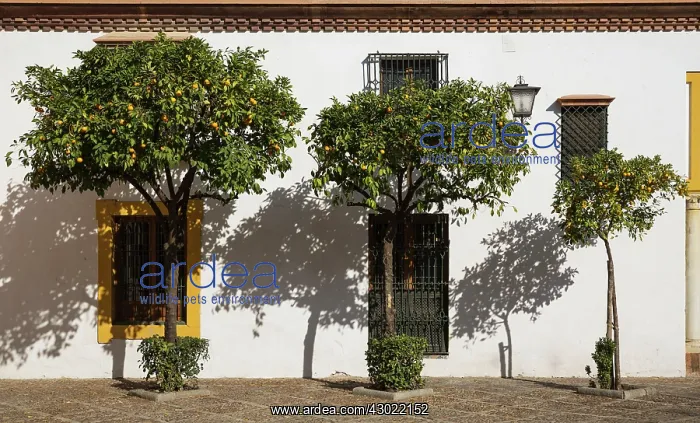 : Bitter / Seville Orange trees : Bitter / Seville Orange trees