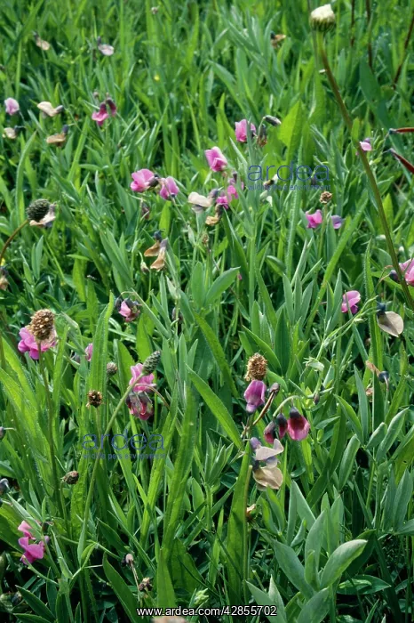 : Bitter VETCH - old pasture : Bitter VETCH - old pasture