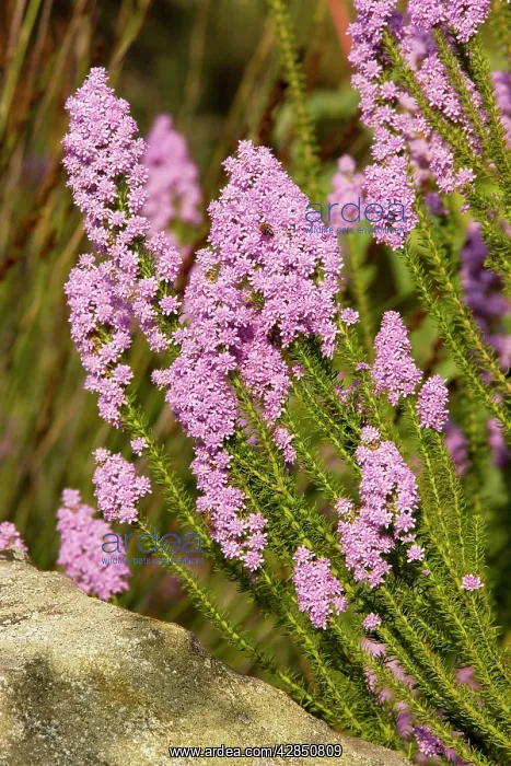 : Bitterbush : Bitterbush