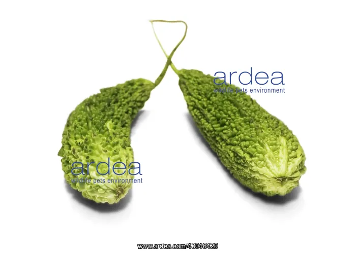 : Bittergourd : Bittergourd