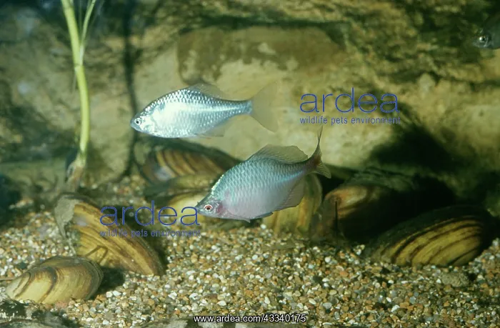 : Bitterling Fish - Male & Female : Bitterling Fish - Male & Female