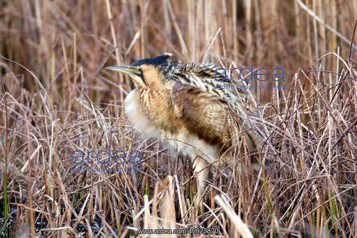 : Bittern (Botaurus stellaris). Marazion - Cornwall - UK : Bittern (Botaurus stellaris). Marazion - Cornwall - UK