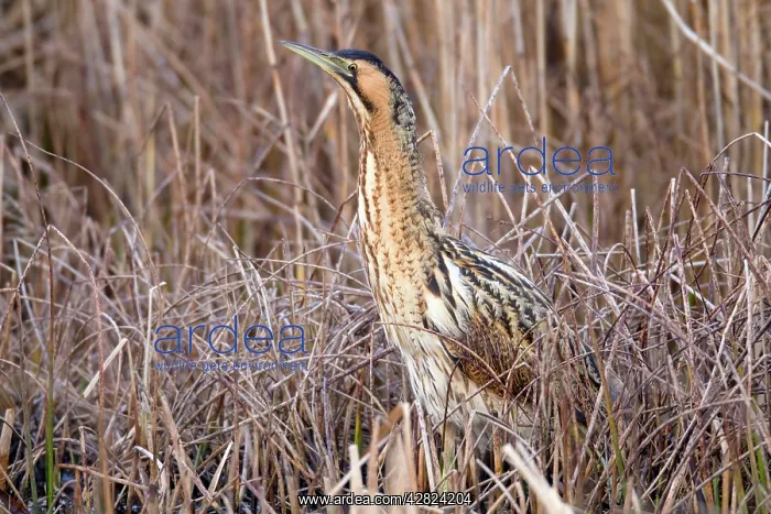 : Bittern (Botaurus stellaris). Marazion - Cornwall - UK : Bittern (Botaurus stellaris). Marazion - Cornwall - UK
