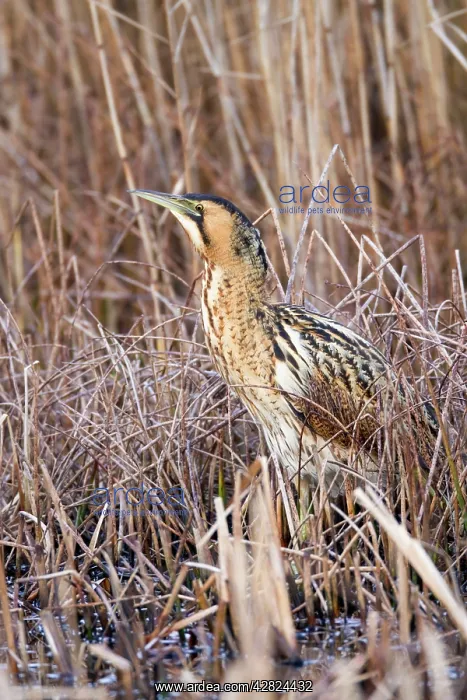 : Bittern (Botaurus stellaris). Marazion - Cornwall - UK : Bittern (Botaurus stellaris). Marazion - Cornwall - UK