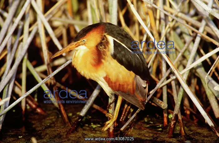 : Least Bittern : Least Bittern