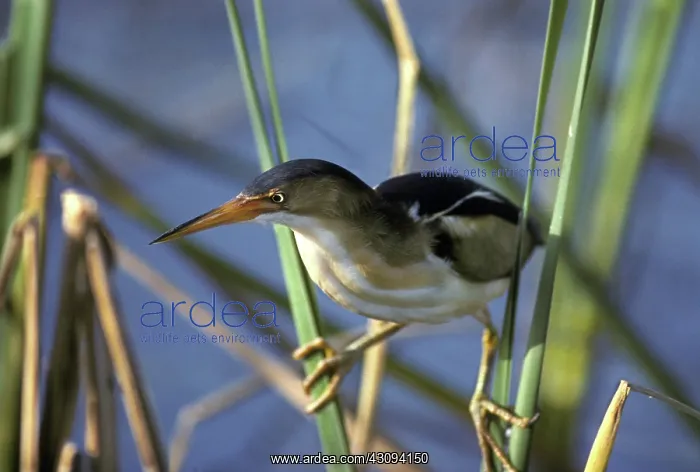 : Least Bittern : Least Bittern