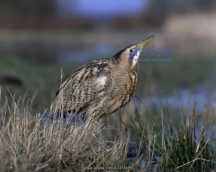 : Bittern : Bittern